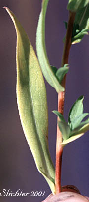 Stem leaf of Larger Western Mountain Aster, Western Aster, Western Mountain Aster: Symphyotrichum spathulatum var. spathulatum (Synonyms: Aster occidentalis ssp. occidentalis, Aster occidentalis var. occidentalis, Aster spathulatus var. intermedius)