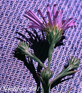 Inflorescence of Larger Western Mountain Aster, Western Aster, Western Mountain Aster: Symphyotrichum spathulatum var. spathulatum (Synonyms: Aster occidentalis ssp. occidentalis, Aster occidentalis var. occidentalis, Aster spathulatus var. intermedius)