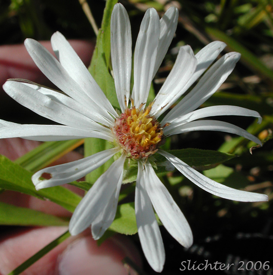 Flower head of Douglas Aster, Douglas' Aster: Symphyotrichum subspicatum (Synonyms: Aster bulteri, Aster douglasii, Aster maccallae, Aster subspicatus, Aster subspicatus var. grayi, Aster subspicatus var. subspicatus, Symphyotrichum subspicatum var. grayi)