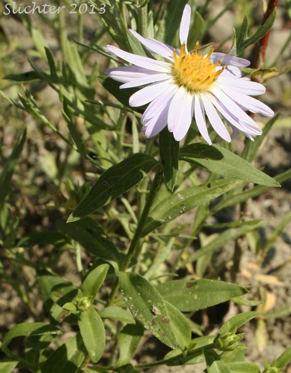 Douglas Aster, Douglas' Aster: Symphyotrichum subspicatum (Synonyms: Aster bulteri, Aster douglasii, Aster maccallae, Aster subspicatus, Aster subspicatus var. grayi, Aster subspicatus var. subspicatus, Symphyotrichum subspicatum var. grayi)
