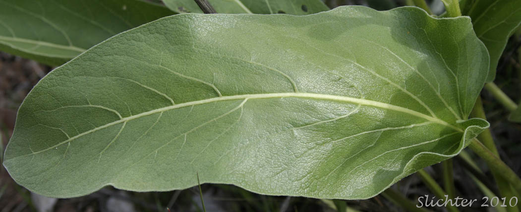Basal leaf of Carey's Balsamroot, Intermediate Balsamroot: Balsamorhiza careyana (Synonym: Balsamorhiza careyana var. intermedia)