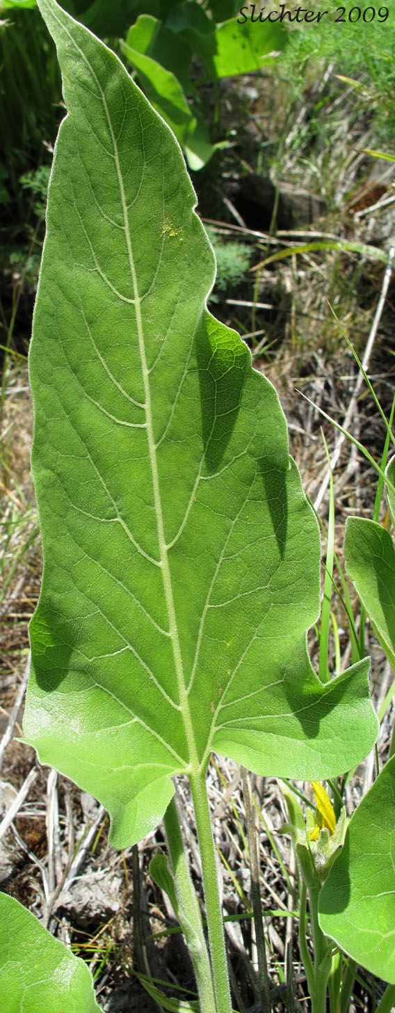 Dorsal leaf surface of Carey's Balsamroot, Intermediate Balsamroot: Balsamorhiza careyana var. intermedia