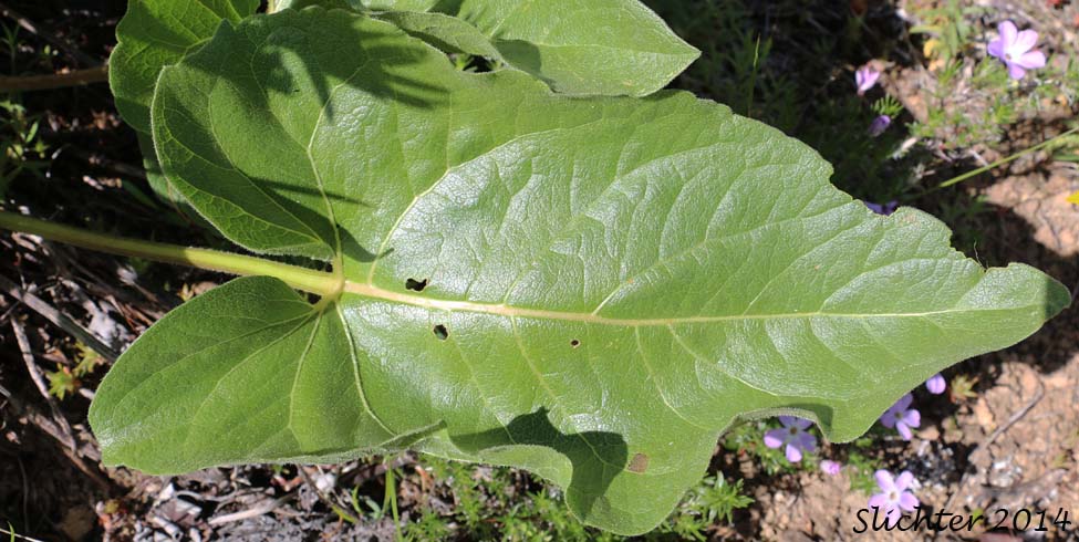 Basal leaf of Deltoid Balsamroot, Northwest Balsamroot, Puget Balsamroot: Balsamorhiza deltoidea