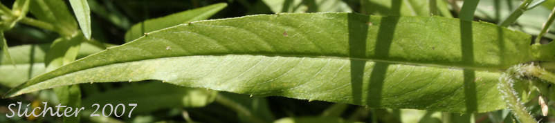 Leaf of Synonyms: Bidens cernua var. cernua, Bidens cernua var. elliptica, Bidens cernua var. minima