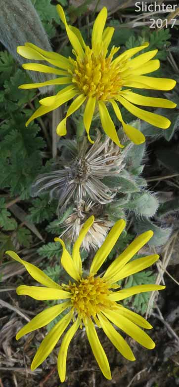 Hairy False Goldenaster, Hairy Goldaster, Hairy Goldenaster, Hispid Goldenaster, Leafy Goldenaster: Heterotheca villosa (Synonym: Chrysopsis villosa)