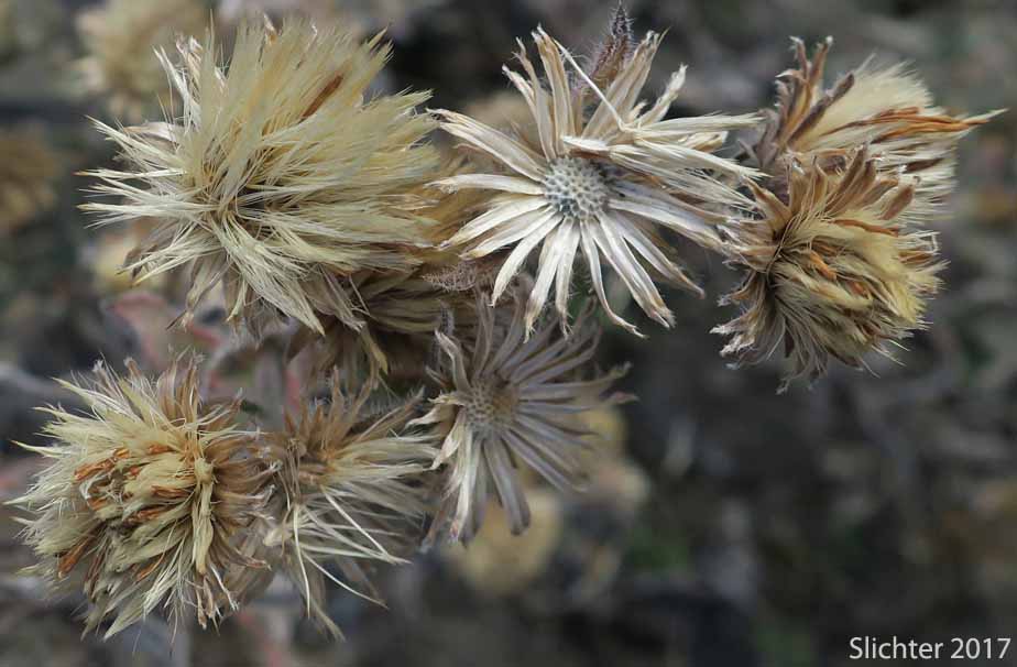 Seed heads of Hairy False Goldenaster, Hairy Goldaster, Hairy Goldenaster, Hispid Goldenaster, Leafy Goldenaster: Heterotheca villosa (Synonym: Chrysopsis villosa)