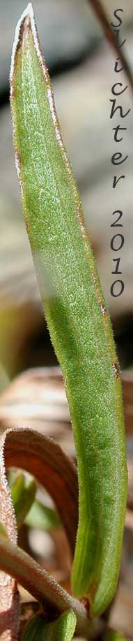 Stem leaf of Columbia River Daisy, Hall's Columbiadoria, Hall's Goldenweed: Columbiadoria hallii (Synonyms: Haplopappus hallii, Hesperodoria hallii)