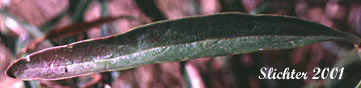 Leaf of Columbia River Daisy, Hall's Columbiadoria, Hall's Goldenweed: Columbiadoria hallii (Synonyms: Haplopappus hallii, Hesperodoria hallii)