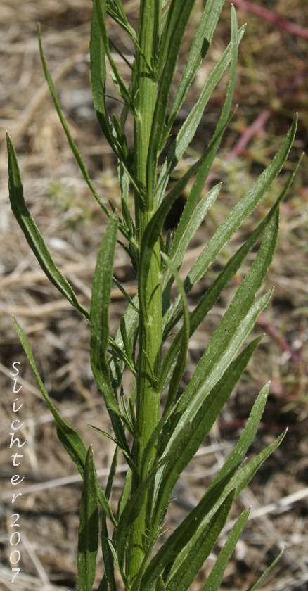 Stem leaves of Canadian Fleabane, Horseweed: Conyza canadensis (Synonyms: Conyza canadensis var. canadensis, Conyza canadensis var. glabrata, Erigeron canadensis) 