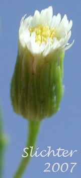 Inflorescence of Canadian Fleabane, Horseweed: Conyza canadensis (Synonyms: Conyza canadensis var. canadensis, Conyza canadensis var. glabrata, Erigeron canadensis) 