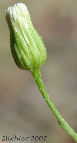 Involucral bracts of Canadian Fleabane, Horseweed: Conyza canadensis (Synonyms: Conyza canadensis var. canadensis, Conyza canadensis var. glabrata, Erigeron canadensis) 