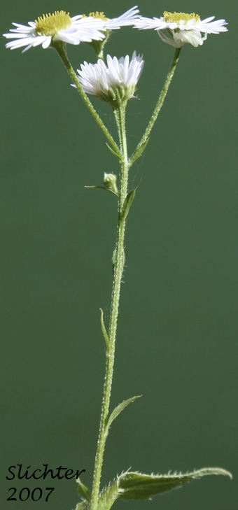 Inflorescence and upper stem leaves of Annual Fleabane, Eastern Daisy Fleabane, Sweet Scabrous Fleabane: Erigeron annuus (Synonyms: Aster annuus, Erigeron annuus var. discoideus)