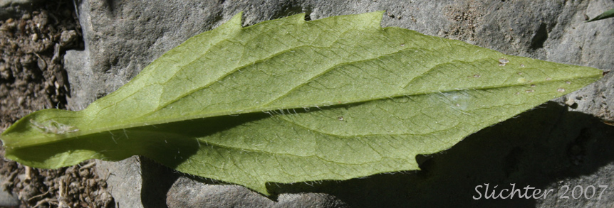 Underside of a stem leaf of Annual Fleabane, Eastern Daisy Fleabane, Sweet Scabrous Fleabane: Erigeron annuus (Synonyms: Aster annuus, Erigeron annuus var. discoideus)