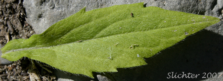 Stem leaf of Annual Fleabane, Eastern Daisy Fleabane, Sweet Scabrous Fleabane: Erigeron annuus (Synonyms: Aster annuus, Erigeron annuus var. discoideus)