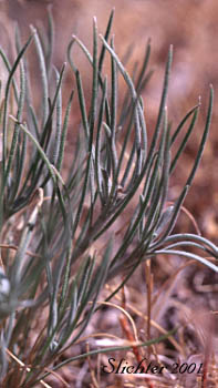 Basal leaves of Threadleaf Fleabane, Thread-leaf Fleabane, Peck's Threadleaf Fleabane: Erigeron filifolius (Synonyms: Erigeron filifolius var. filifolius, Erigeron filifolius var. robustior)