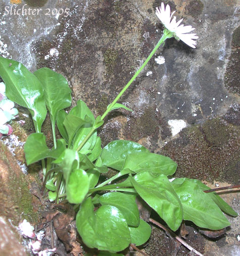Howell's Daisy, Howell's Fleabane: Erigeron howellii (Synonym: Erigeron salsuginosus var. howellii)