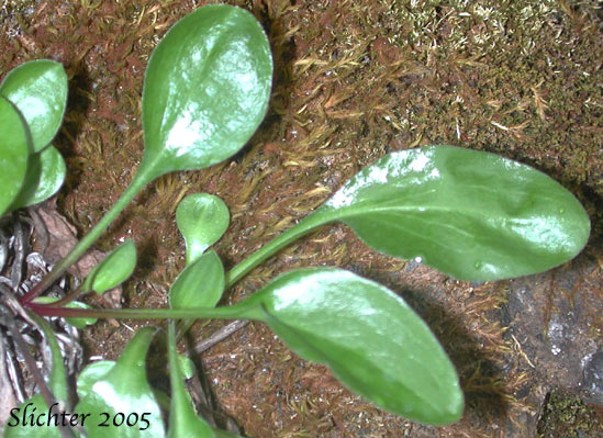 Leaves of Howell's Daisy, Howell's Fleabane: Erigeron howellii (Synonym: Erigeron salsuginosus var. howellii)