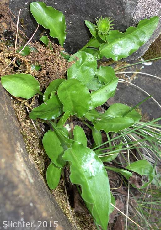 Basal leaves of Howell's Daisy, Howell's Fleabane: Erigeron howellii (Synonym: Erigeron salsuginosus var. howellii)