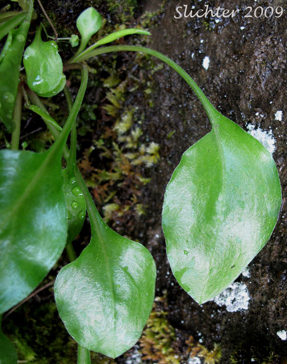 Basal leaves of Howell's Daisy, Howell's Fleabane: Erigeron howellii (Synonym: Erigeron salsuginosus var. howellii)