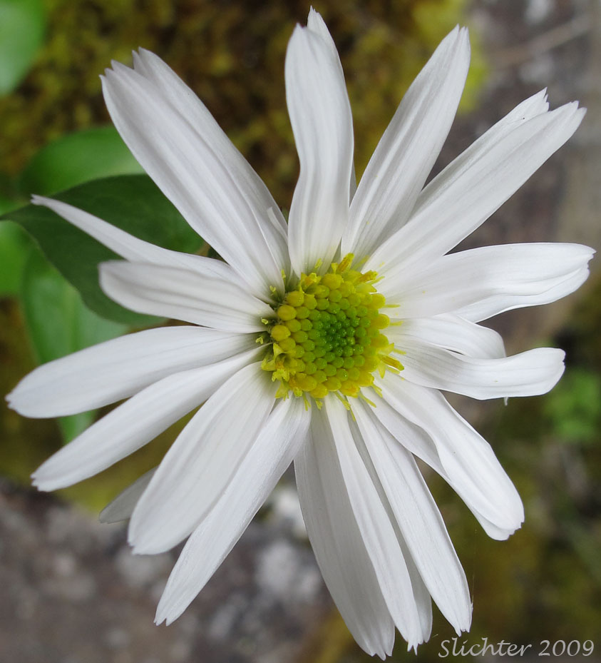 Flower head of Howell's Daisy, Howell's Fleabane: Erigeron howellii (Synonym: Erigeron salsuginosus var. howellii)