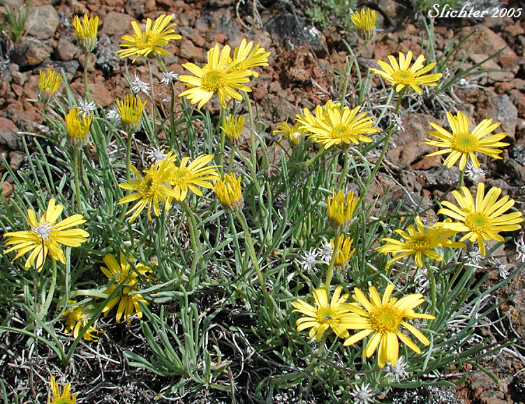 Desert Yellow Daisy, Desert Yellow Fleabane, Lineleaf Fleabane, Yellow Desert Daisy: Erigeron linearis
