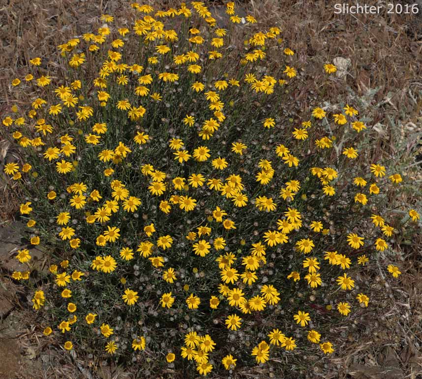 Desert Yellow Daisy, Desert Yellow Fleabane, Lineleaf Fleabane, Yellow Desert Daisy: Erigeron linearis (Synonyms: Diplopappus linearis, Erigeron peucephyllus)