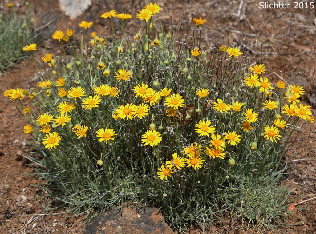Desert Yellow Daisy, Desert Yellow Fleabane, Lineleaf Fleabane, Yellow Desert Daisy: Erigeron linearis (Synonyms: Diplopappus linearis, Erigeron peucephyllus)