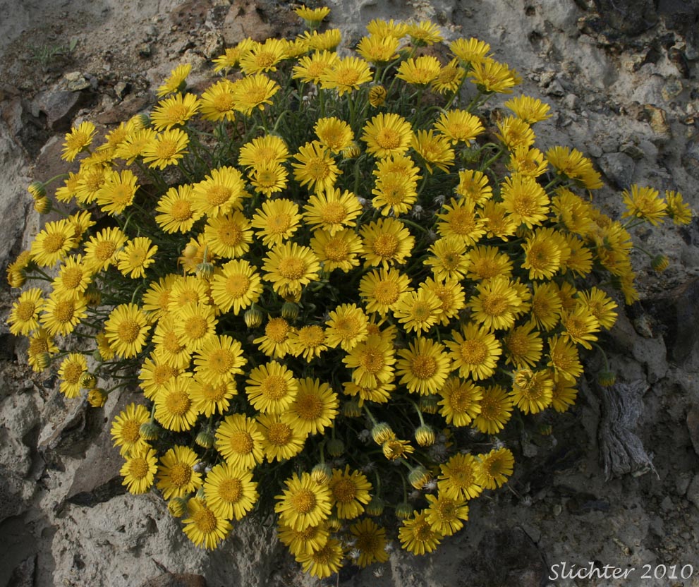 Desert Yellow Daisy, Desert Yellow Fleabane, Lineleaf Fleabane, Yellow Desert Daisy: Erigeron linearis