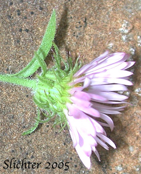 Involucral bracts of Columbia Gorge Daisy, Gorge Daisy, Gorge Fleabane, Oregon Fleabane: Erigeron oreganus