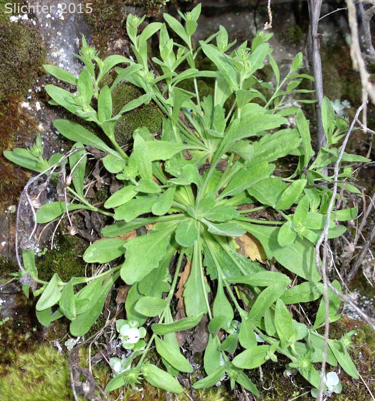 Tuft of basal leaves of Columbia Gorge Daisy, Gorge Daisy, Gorge Fleabane, Oregon Fleabane: Erigeron oreganus