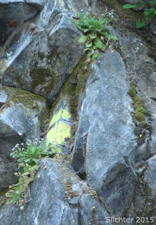 Habitat of Columbia Gorge Daisy, Gorge Daisy, Gorge Fleabane, Oregon Fleabane: Erigeron oreganus