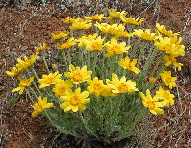 Woolly Sunflower, Common Woolly Sunflower, Eastern Eriophyllum, Eastern Woolly Sunflower, Oregon Sunshine: Eriophyllum lanatum var. lanatum (Synonym: Eriophyllum lanatum var. typicum)