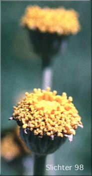 Discoid form of Woolly Sunflower, Common Eriophyllum, Eastern Woolly Sunflower: Eriophyllum lanatum var. lanatum)