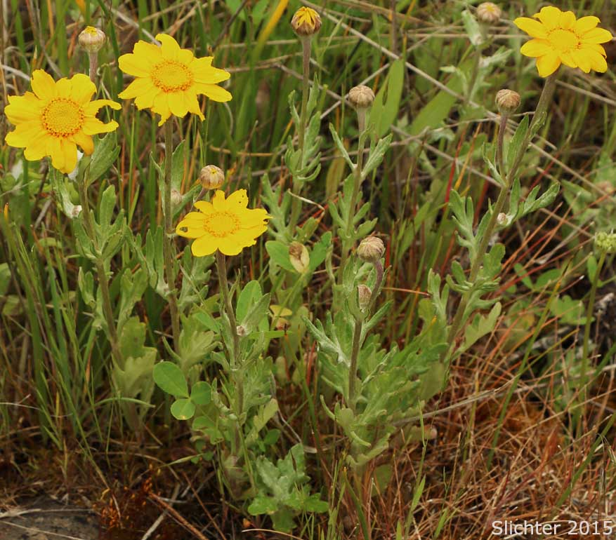 Woolly Sunflower, Oregon Sunshine: Eriophyllum lanatum var. leucophyllum (Synonym: Eriophyllum lanatum var. lanatum)