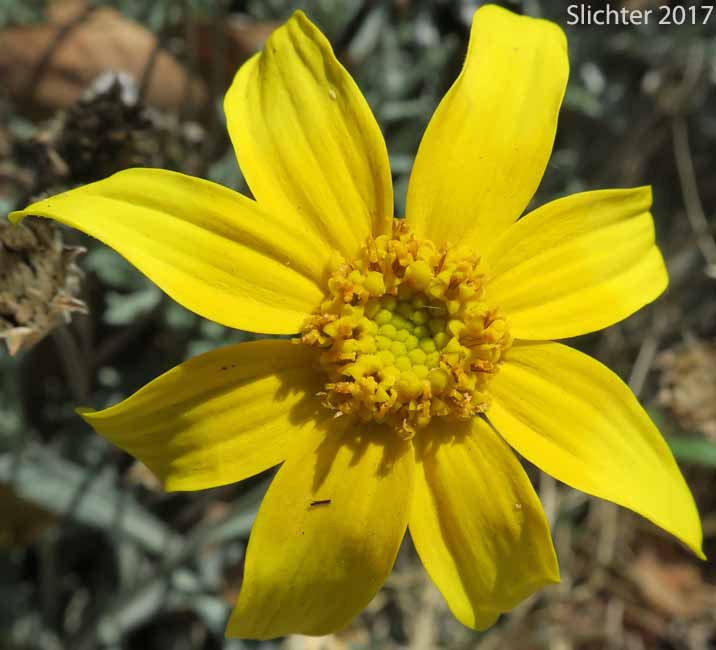Flower head of Woolly Sunflower, Oregon Sunshine, Eastern Woolly Sunflower: Eriophyllum lanatum var. leucophyllum (Synonym: Eriophyllum lanatum var. lanatum)