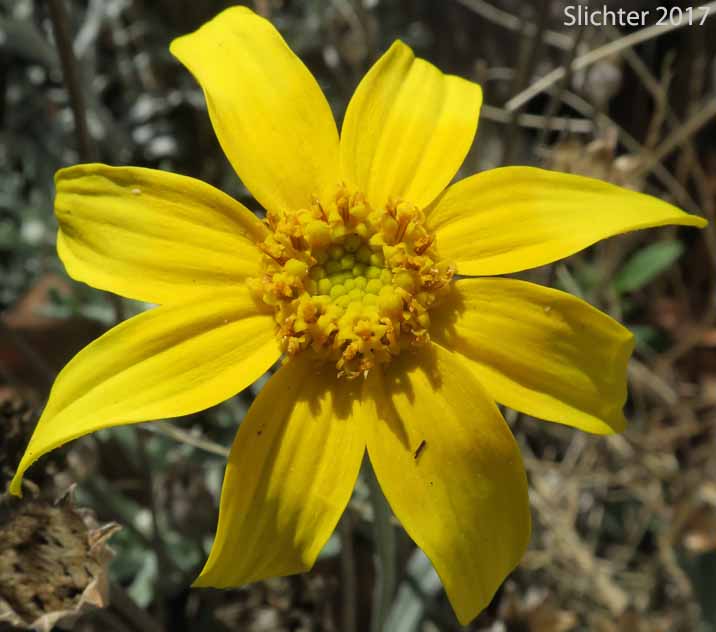 Woolly Sunflower, Oregon Sunshine, Eastern Woolly Sunflower: Eriophyllum lanatum var. leucophyllum (Synonym: Eriophyllum lanatum var. lanatum)