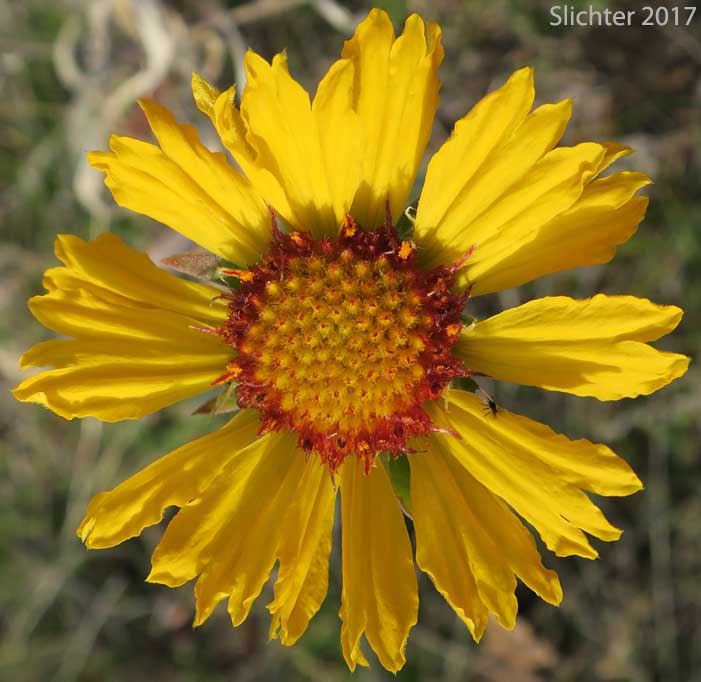 Blanket Flower, Common Gaillardia, Great-flowered Gaillardia: Gaillardia aristata