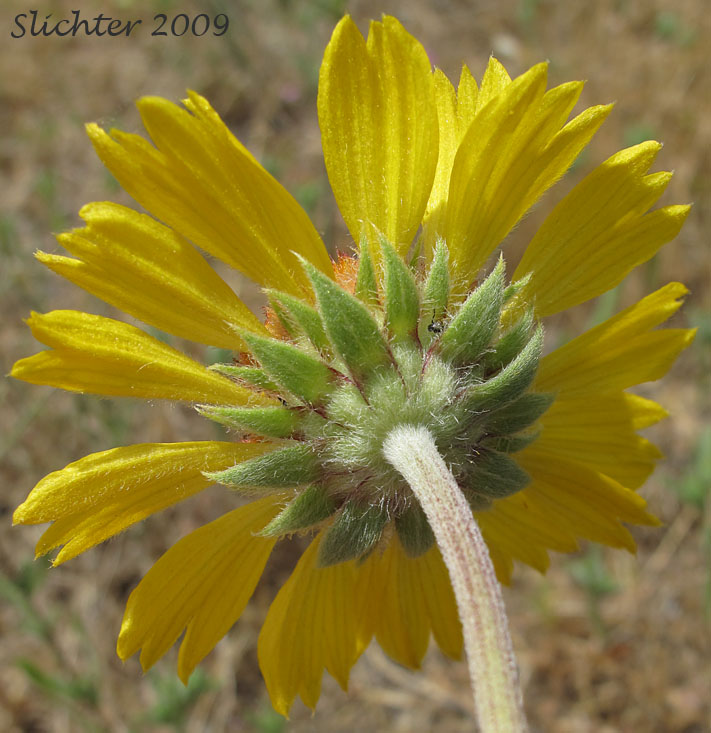 Involucral bracts of Blanket Flower, Common Gaillardia, Great-flowered Gaillardia: Gaillardia aristata