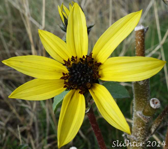 Common Sunflower: Helianthus annuus (Synonyms: Helianthus annuus ssp. annuus, Helianthus annuus ssp. lenticularis)