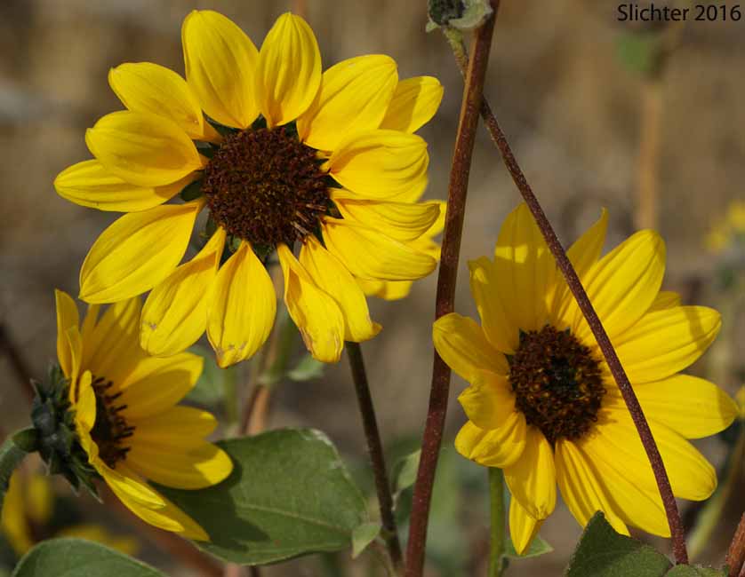 Common Sunflower: Helianthus annuus (Synonyms: Helianthus annuus ssp. annuus, Helianthus annuus ssp. lenticularis)