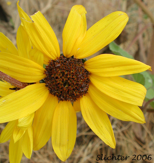 Flower head of Common Sunflower: Helianthus annuus (Synonyms: Helianthus annuus ssp. annuus, Helianthus annuus ssp. lenticularis)