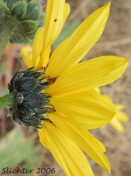 Involucral bracts of Common Sunflower: Helianthus annuus (Synonyms: Helianthus annuus ssp. annuus, Helianthus annuus ssp. lenticularis)