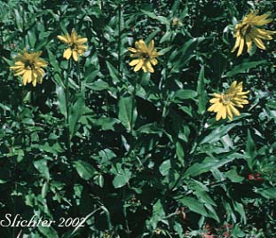 Douglas' Sunflower, Little Sunflower, False Sunflower, Oneflower Helianthella, Douglas' Helianthella: Helianthella uniflora var. douglasii from the top of Monte Carlo, southeastern edge of the Gifford Pinchot N.F........July 4, 1993.