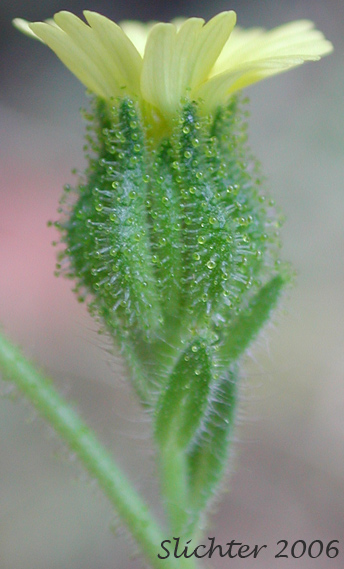 Involucral bracts of Grassy Tarweed, Grassy Tarplant, Slender Tarweed, Common Tarweed, Gum-weed: Madia gracilis (Synonyms: Madia dissitiflora, Madia gracilis ssp. gracilis)