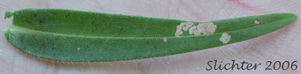 Stem leaf of Grassy Tarweed, Grassy Tarplant, Slender Tarweed, Common Tarweed, Gum-weed: Madia gracilis (Synonyms: Madia dissitiflora, Madia gracilis ssp. gracilis)