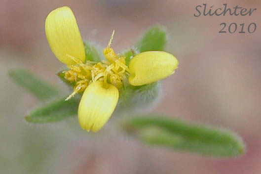 Flower head of Bristlehead, Bristle Head, False Wireweed, Wireweed: Rigiopappus leptocladus