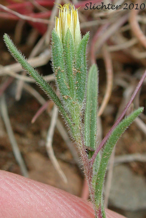 Close-up of the involucre of Bristlehead, Bristle Head, False Wireweed, Wireweed: Rigiopappus leptocladus