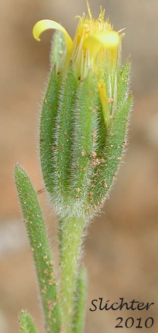 Close-up of the involucral bracts of Bristlehead, Bristle Head, False Wireweed, Wireweed: Rigiopappus leptocladus