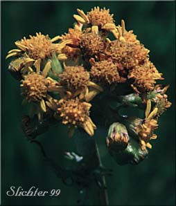 Falsegold Groundsel, Streambank Butterweed: Packera pseudaurea var. pseudaurea (Synonyms: Synonyms: Senecio pseudaureus ssp. pseudaureus, Senecio pseudaureus var. pseudaureus)
