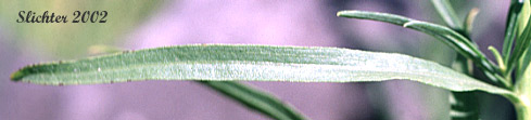 Stem leaf of Western Goldenrod, Western Goldentop: Euthamia occidentalis (Synonyms: Euthamia californica, Euthamia linearifolia, Solidago occidentalis)